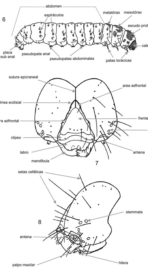 Morfología de la larva 6 larva v l 7 cápsula cefálica de una