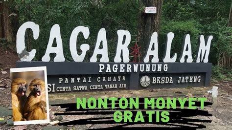 Cagar Alam Pagerwunung Darupono Kec Kaliwungu Selatan Kab Kendal Banyak Kera Di Sore