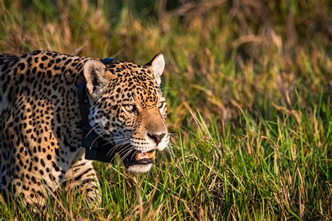 Fatos Que Voc Precisa Saber Sobre O Pantanal