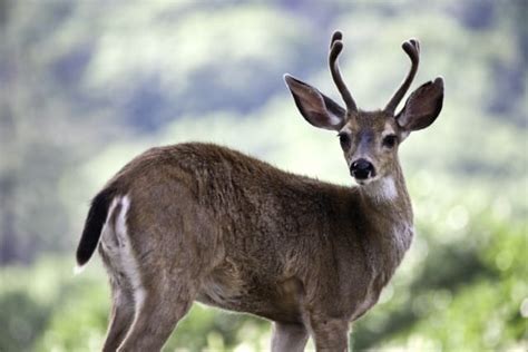 Deer Age Chart How To Age Bucks On The Hoof World Deer