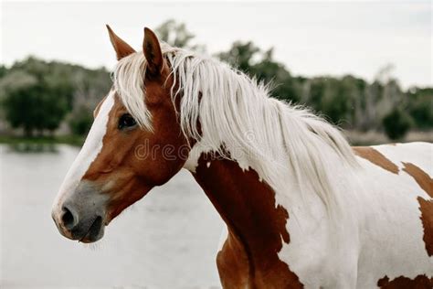 Gorgeous Pinto Stallion With Nice Bridle Standing Stock Image Image