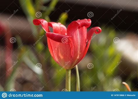 P Tala De Uma Tulipa Linho Folhas Linifolia Do Tulipa Foto De