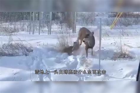 猞猁猎捕比自己大十倍的鹿，成功扑倒在雪地里，以柔克刚啊雪地成功猞猁