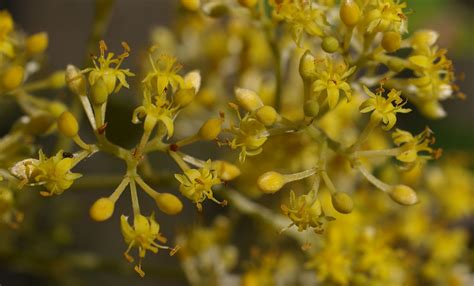 Pomaderris Argyrophylla W Of Herberton QLD 25 06 12 Flickr