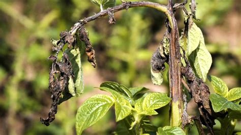 Edinburgh Potato Used In Fight Against Potato Blight Bbc News