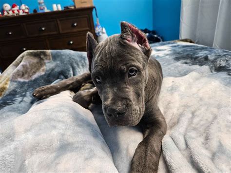 Cane Corso Puppies For Sale In North Carolina