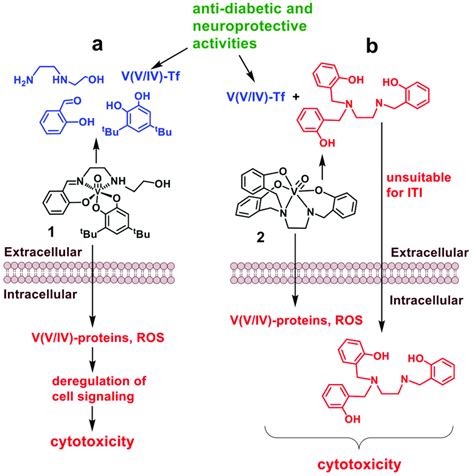 Proposed Mechanisms Of Cytotoxic Activity Red And Deactivation Blue