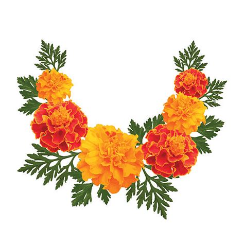 clipart marigold 19 free Cliparts | Download images on Clipground 2025