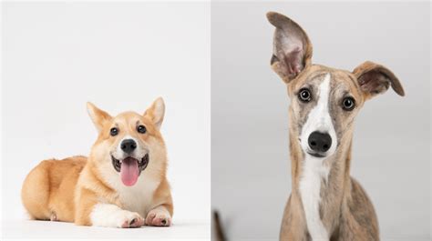 Corgi Greyhound Mix Personality Appearance More