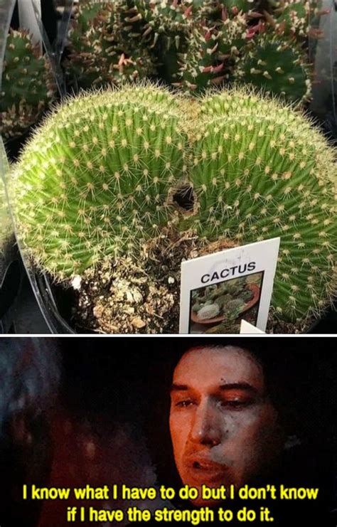 The best Cactus memes :) Memedroid