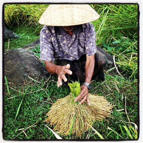 T J A S A O W E N: Harvesting Rice...