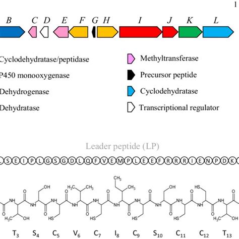 A Nocardithiocin Biosynthetic Gene Cluster Showing The 12 Genes