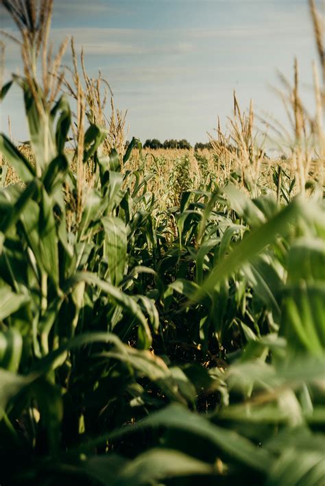 Corn Field Photos, Download The BEST Free Corn Field Stock Photos & HD ...