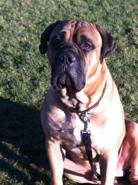 Stud Dilliner Bullmastiffs