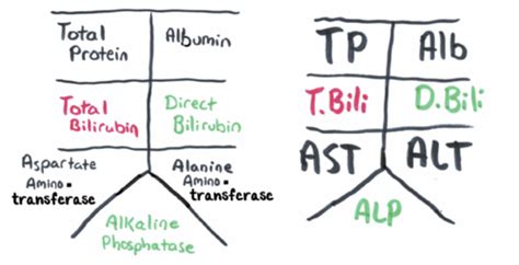 Hepatobiliary Approach To LFTs And Hyperbilirubinemia Flashcards