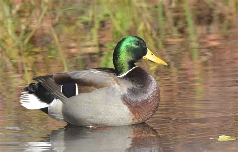 Aves Acu Ticas Pato Agua Foto Gratis En Pixabay Pixabay