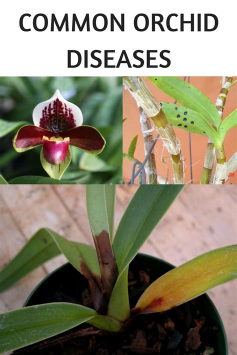 Common Orchid Diseases Orchid Diseases Orchids Orchid Care