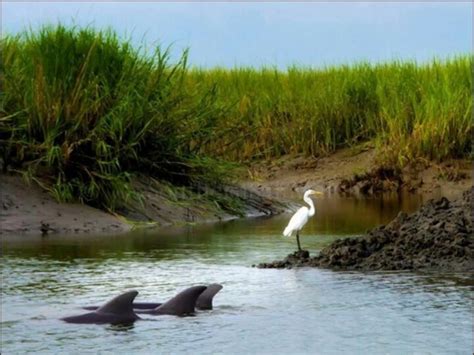 The Best Places to Spot Wildlife on Hilton Head Island | Hilton head ...