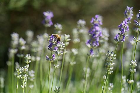 Lavender Bunga Kebun - Foto gratis di Pixabay - Pixabay