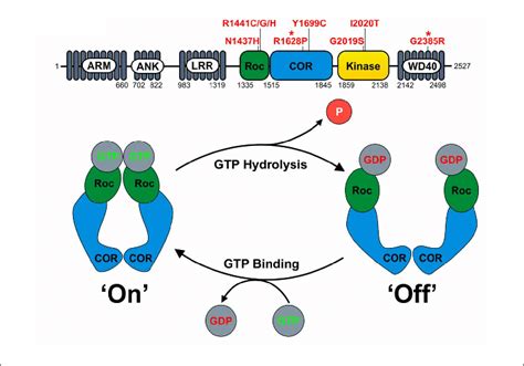 Lrrk2 Domain Structure And Proposed Function As A Gad Gtpase A The