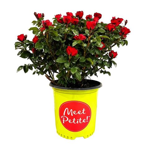 KNOCK OUT 2 Gal Meet Petite Knock Out Live Rose Bush With Red Flowers