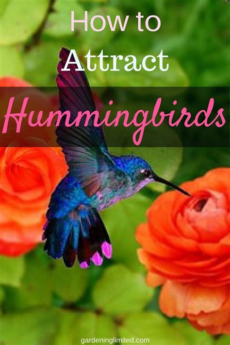 No Birdfeeder Needed How To Attract Hummingbirds How To Attract