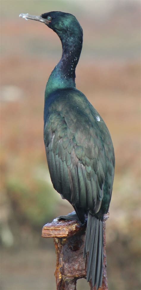 Pelagic Cormorant At Elkhorn Slough Moss Landing California Bird