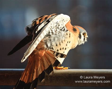 Birds Of Prey Archives Laura Meyers Photography