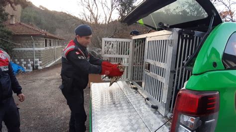 Mudurnu Yolunda Yaral Ahin Bulundu Jandarma Hemen Harekete Ge Ti