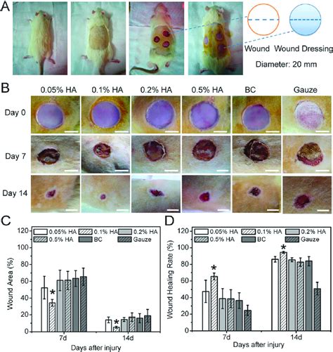 Skin Wound Healing Accelerated By Bc And Bc Ha Composite Films A