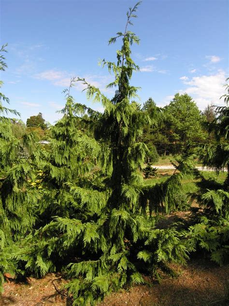 Blue Weeping Alaska Cedar Katsura Gardens