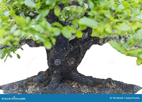 Ci Rrese Para Arriba De Un Tronco Lleno De Protuberancias Foto De