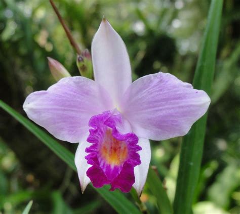 Orchid A Major Export Of Singapore Orchids Bloom Plants