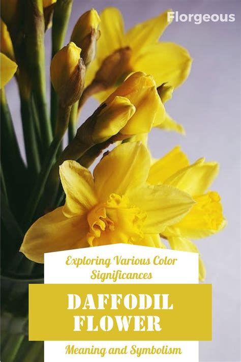 Daffodil Flower Meaning And Symbolism Exploring Various Color