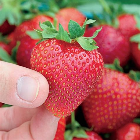 Everbearing Strawberry Collection | Gurney's Seed & Nursery