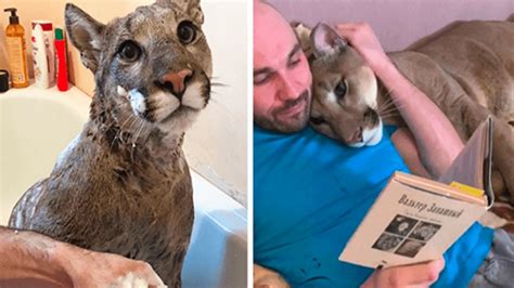 Le Puma Sauv Ne Peut Pas Tre Rel Ch Dans La Nature Il Vit Tel Un