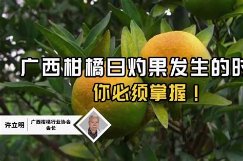 广西柑橘日灼果发生的时间，果农必须掌握，提前做好防控！凤凰网视频凤凰网