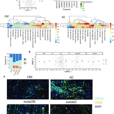 Myeloid Cell Enrichment In The Gc Site A Umap Plots Of The Myeloid