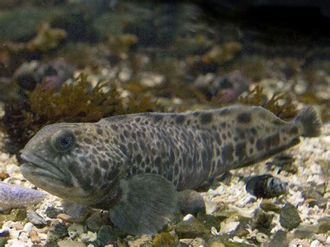 Spotted Wolffish Anarhichas Minor