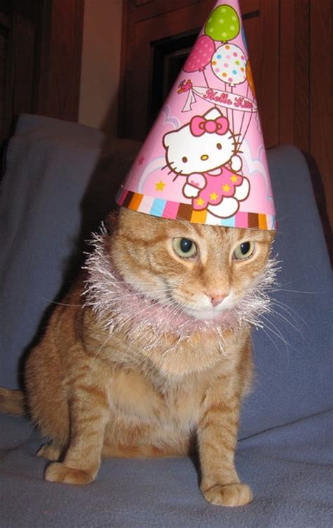 A Gallery Of Cats And Kittens Celebrating Birthdays