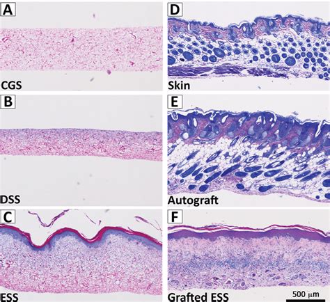 Sample Histology Representative Histological Sections Show The