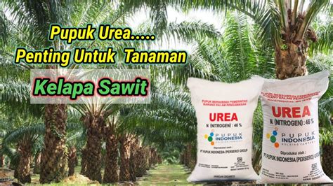 Manfaat Pupuk Urea Untuk Kelapa Sawit