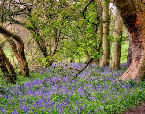 Bluebells Again Bluebells In The Local Woodland Not Such  Flickr