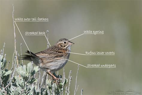 How I Know That This A Vesper Sparrow Mia Mcpherson S On The Wing