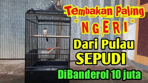 TEMBAKAN TENGKEK BUTO DAN GEREJA TARUNG TERPANJANG BURUNG CENDET SEPUDI