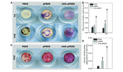 Osteogenic Differentiation Of Mc3t3 E1 Cells A Alp Staining Assays