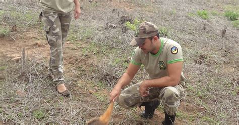 Patrulha Ambiental Itinerante Patrulha Ambiental Resgata E Devolve