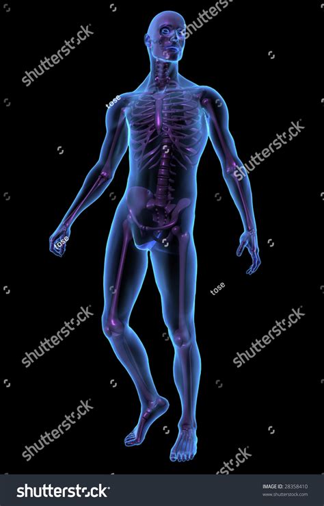 X Ray Illustration Of Male Human Body And Skeleton 3d Render 28358410 Shutterstock