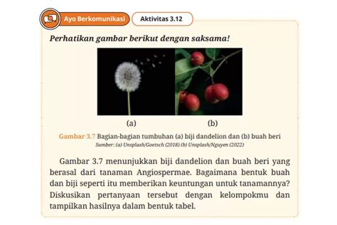 Aktivitas Kunci Jawaban Biologi Kelas Halaman Kurikulum