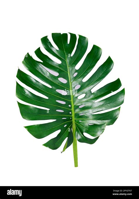 Tropical Jungle Monstera Leaves Isolated Swiss Cheese Plant Isolated On White Background Stock